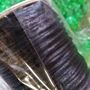 Black Rattail Craft Cord